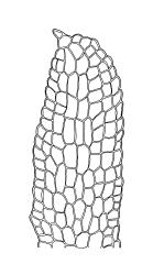 
  Tetrodontium brownianum, apex of protonemal flap. Drawn from A.J. Fife 6314, CHR 104731.
 Image: R.C. Wagstaff © Landcare Research 2017 
